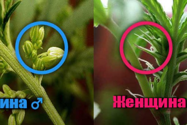 Где брать ссылки на кракен
