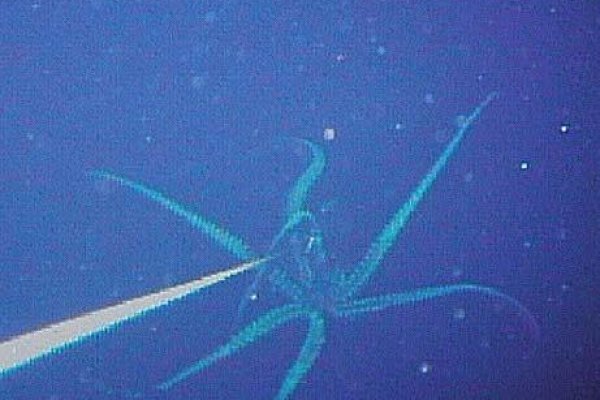 Даркнет официальный сайт на русском