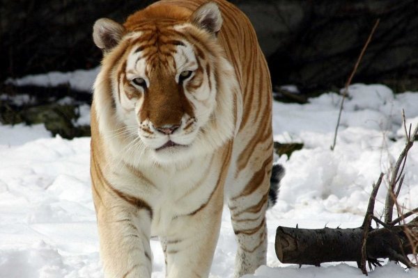 Сайты где купить наркотики