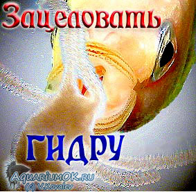 Kraken что это за сайт